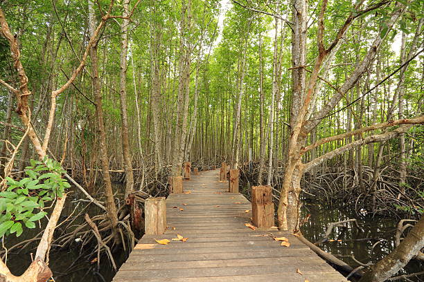 istock wood bridge and mangrove forest 533368775