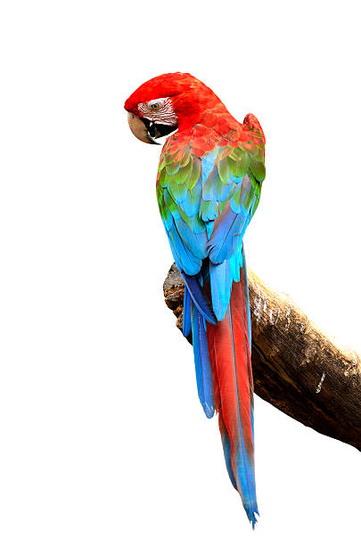 istock Green-winged Macaw parrot bird isolated on white background 533369025