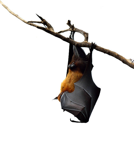 istock Hanging flying fox or big bat closing his eyes isolated 533369037