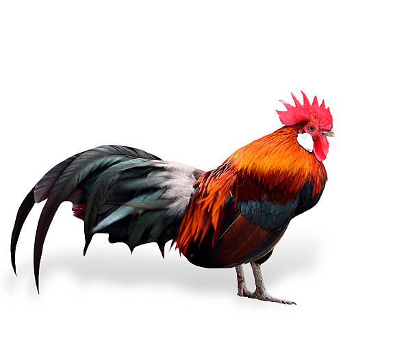 istock Handsome fighting cock isolated on white background 533369041