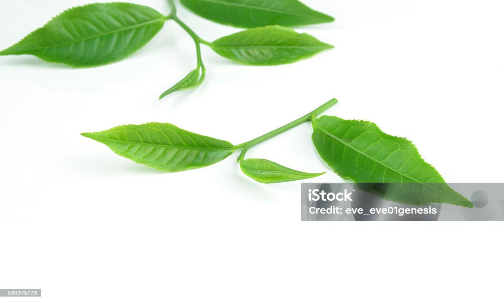 tea green leaves isolated on white 2015 Stock Photo