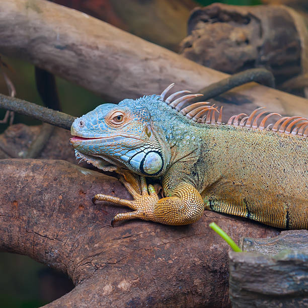 istock Closeup of colorful iguana ( reptile ) in tree 533376175
