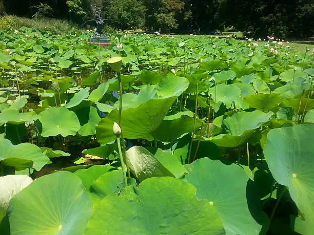 Close view of the lush green lily leaves at the Botanic gardens in Adelaide, South Australia