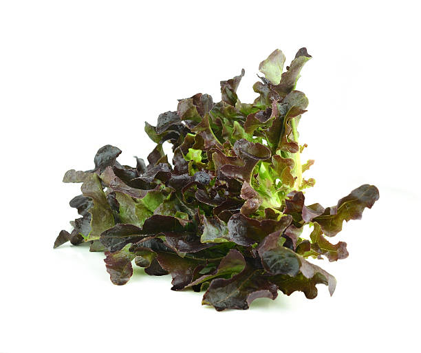 istock fresh lettuce leaves isolated on white 533377791