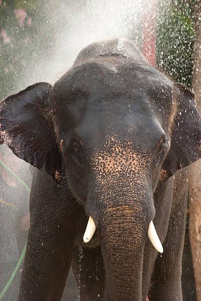 istock Smile of elephant in Thailand 533378751