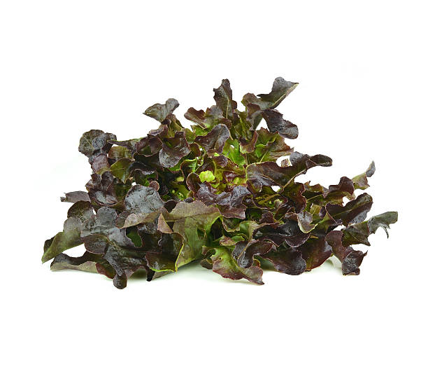 istock fresh lettuce leaves isolated on white 533379435