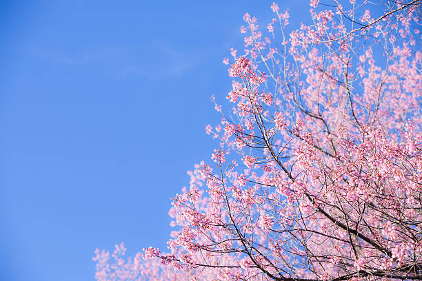istock Beautiful pink cherry blossom (Sakura) flower at full bloom. 533380441