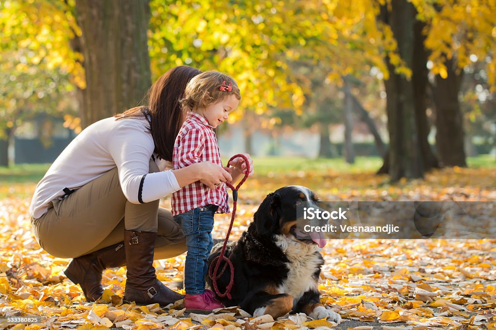 Mother and daughter with their pet Cheerful mother and daughter with their beautiful Bernese Mountain dog on sunny autumn day Bernese Mountain Dog Stock Photo