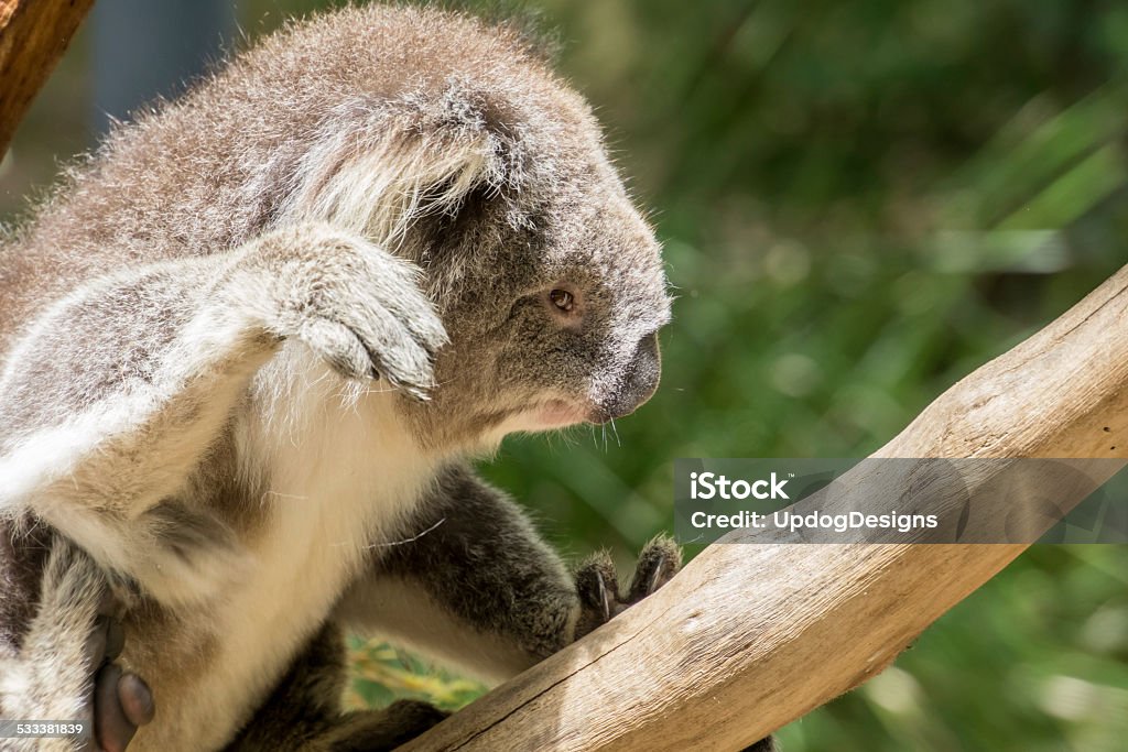 Koala Climbs a koala climbs a tree in the sunshine 2015 Stock Photo