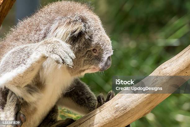 Koala Climbs Stock Photo - Download Image Now - 2015, Animal, Animal Body Part