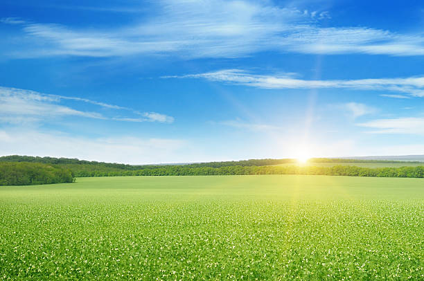 field and sunrise green field and sun rise leath stock pictures, royalty-free photos & images