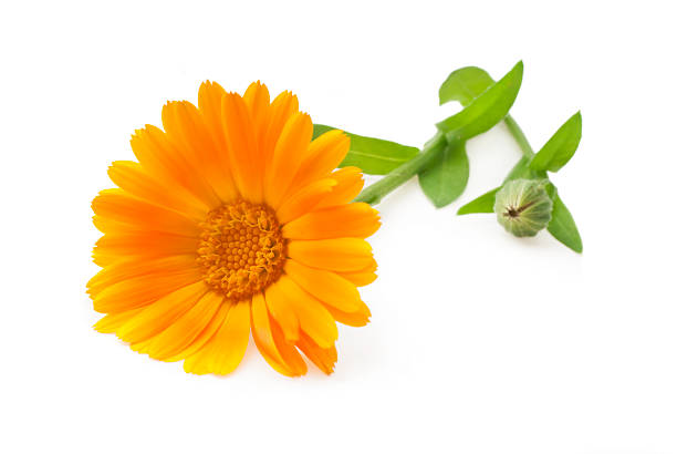 istock Calendula. Marigold flowers with leaves isolated on white 533396039