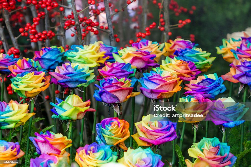 12 Rainbow Roses Beautiful Rainbow Roses Flowers Stock Photo - Download Image Now - 2015 ...