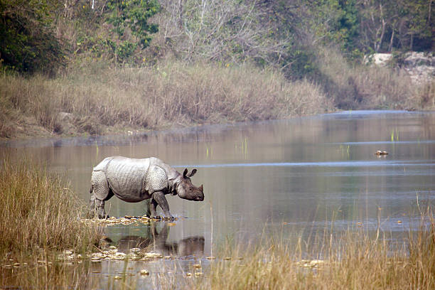 istock Greater One-horned Rhinoceros in Nepal 533396437