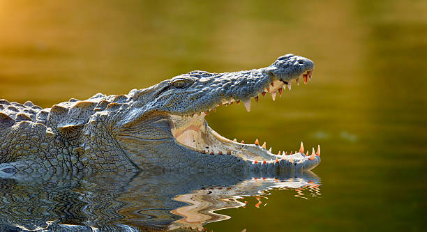 Crocodile Large crocodile, National Park, Sri Lanka crocodile photos stock pictures, royalty-free photos & images