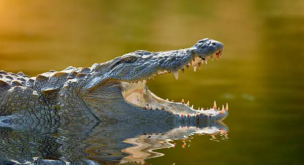 Large crocodile, National Park, Sri Lanka