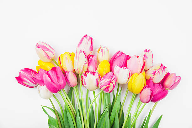 istock Colorful tulips against white backround 533397053