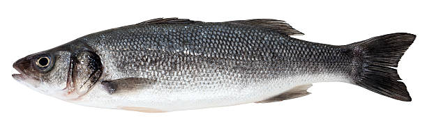 istock Sea bass 533398871