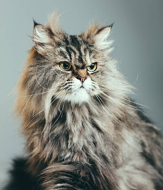 istock Suspicious cat portrait 533398893