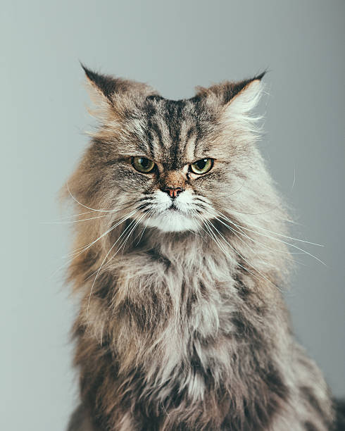 verdächtige katze porträt - animal fur domestic cat persian cat stock-fotos und bilder
