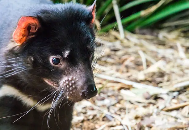 close up of a Tasmanian Devil/file_thumbview/56300150/1s facein the day time