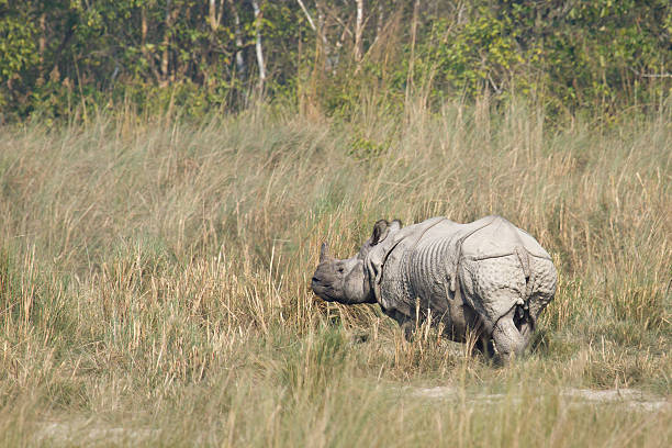 istock Greater One-horned Rhinoceros in Nepal 533399993