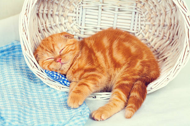 istock Cute red kitten sleeping in a basket 533400015