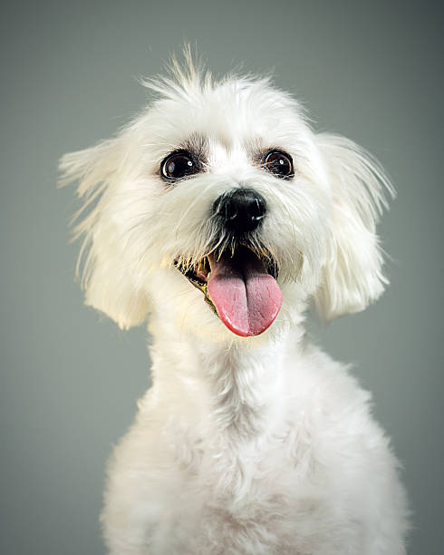 istock Mixed breed dog portrait 533400093