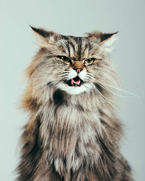 Angry Cats Images – Browse 104,245 Stock Photos, Vectors, and Video