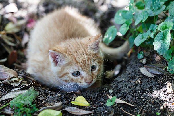 istock Little Cat in the Garden 533400371