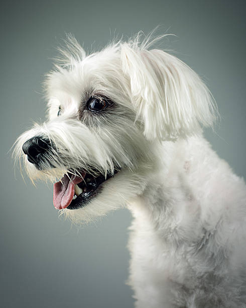 istock Mixed breed dog portrait 533400381