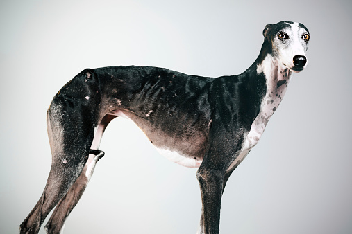 Profile greyhound portrait.