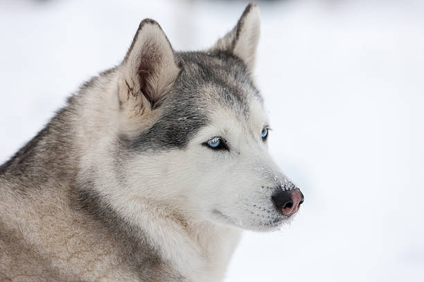 istock Siberian Husky dog 533400419