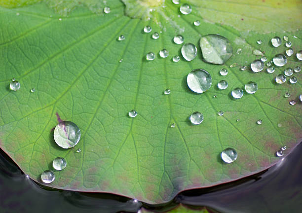istock Lotus leaf After the rain series 533400717