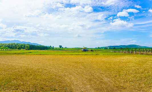 BinhThuan, Vietnam – Jan 3rd 2015: The farmers, harvesters, vehicles, trucks were harvesting rice in the field, BinhThuan, Vietnam