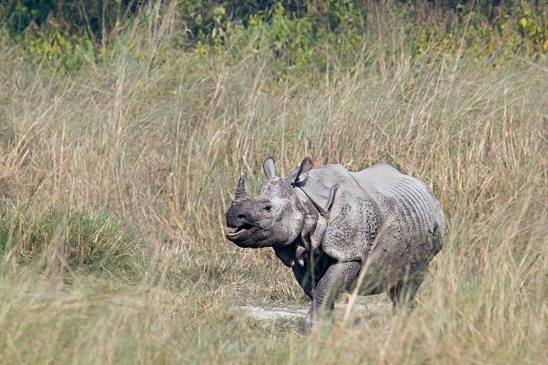 istock Greater One-horned Rhinoceros in Nepal 533402235