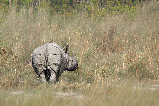 istock Greater One-horned Rhinoceros in Nepal 533402239