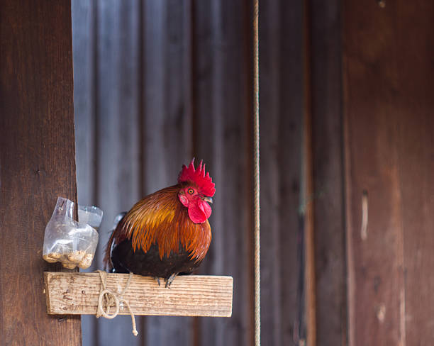 chickens in house stock photo