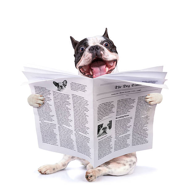 istock French bulldog reading newspaper 533402613