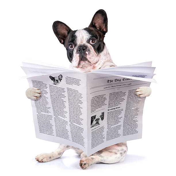 istock French bulldog reading newspaper 533402615