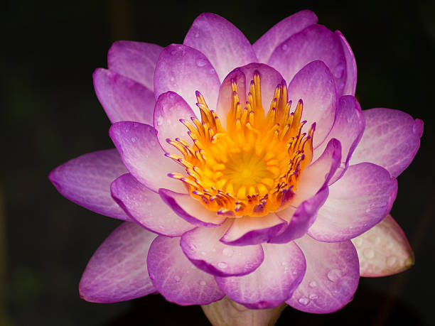 Lotus purple stock photo