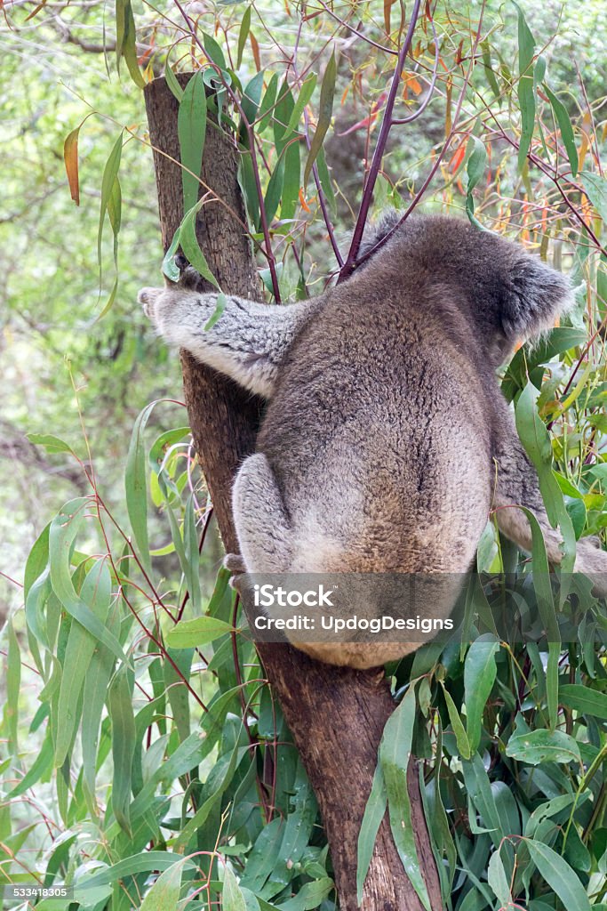 Koala Rear a fat and cuddly koala from behind Koala Stock Photo