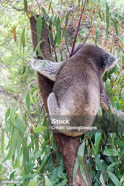 Koala Rear Stock Photo - Download Image Now - Koala, Rear View, Behind