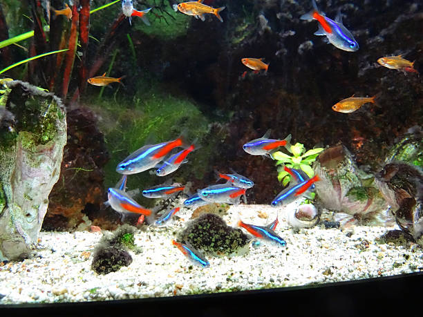 aquarium de poissons tropicaux d'eau douce paysagère débardeur néon-tétra, guppies, arlequin, le restaurant-grill ember et tetras ainsi rasbora - guppy poisson photos et images de collection