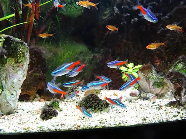 Photo showing a freshwater tropical fish tank, landscaped with rocks, plastic plants and artificial seaweed / tree coral, resin barnacles and coral sand to appear like a marine aquarium. Pictured swimming in the foreground of the aquarium are various small tropical fish and shrimp, including: