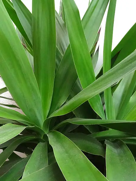 Close-up photo showing the green leaves of a vigorous yucca houseplant growing indoors.  The Latin name for this plant is: Yucca elephantipes.