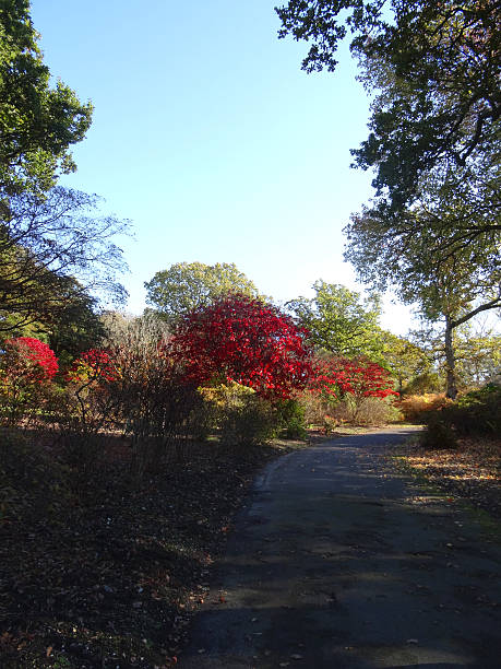 istock Japanese maple trees / fall (Acer Palmatum Osakazuki), red autumn-leaves, pathway 533419815
