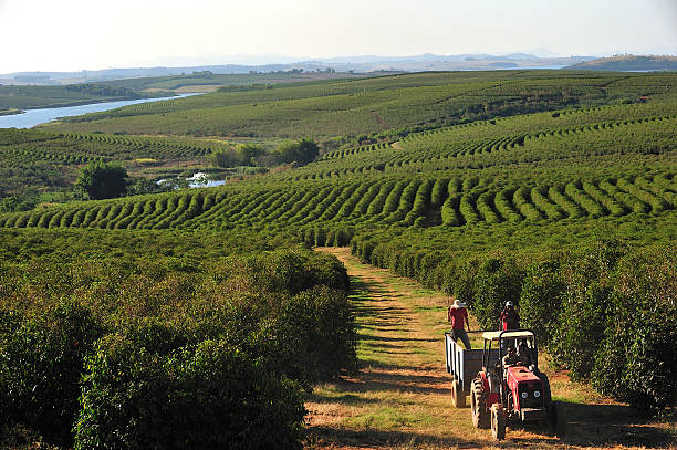 coffee plantation, Minas Gerais, Brazil stock photo