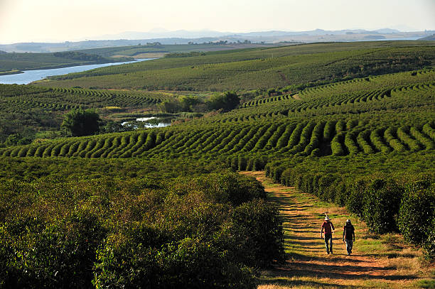 coffee plantation, Minas Gerais, Brazil stock photo