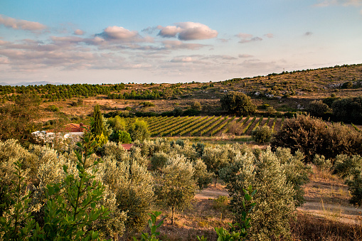 Beautiful vineyard scene in Bozcaada, Turkey.